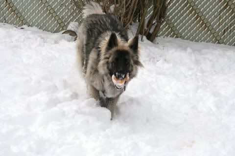 Sable1yearchristmas2010033.jpg