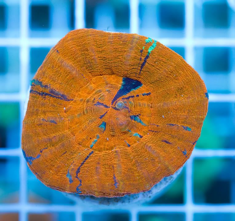anewcorals_9-2.jpg