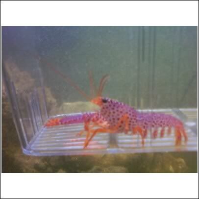 lobster.jpg