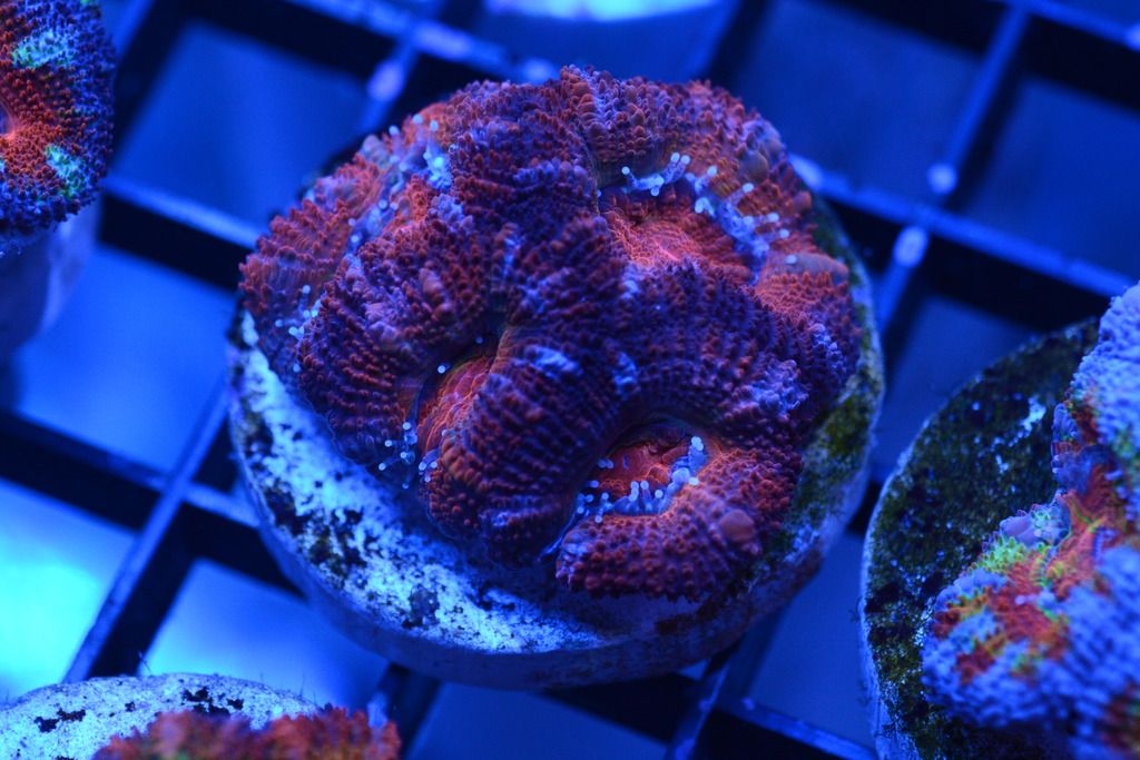DSC_4709_zpsrvbrs88y.jpg