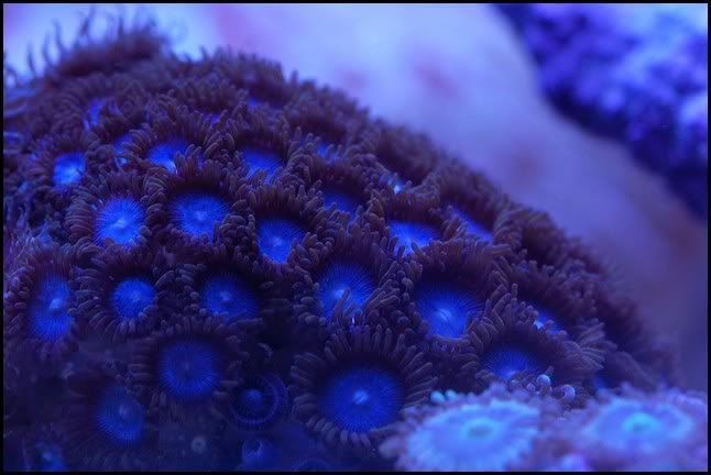 tubb_blues_zoa.jpg