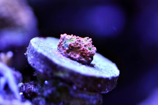 DSC_0559_edited.jpg