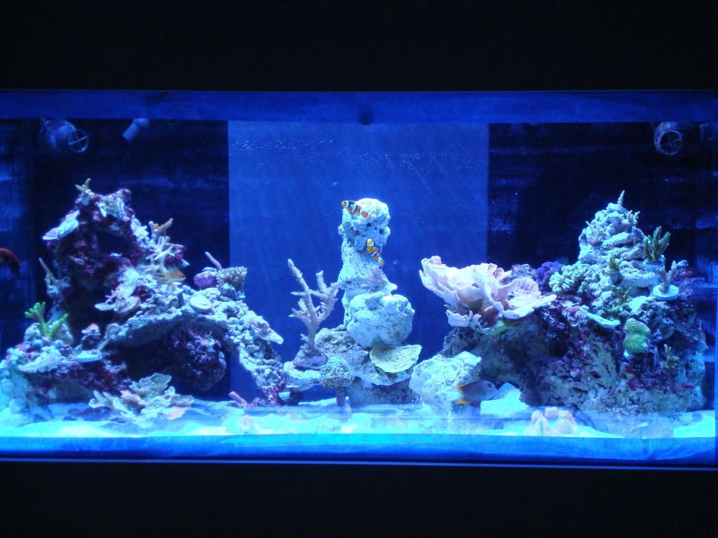 Tank2009june005.jpg