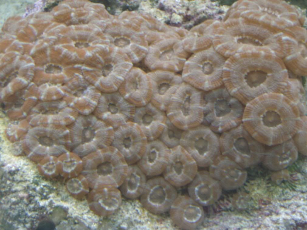 jayfish041-1.jpg