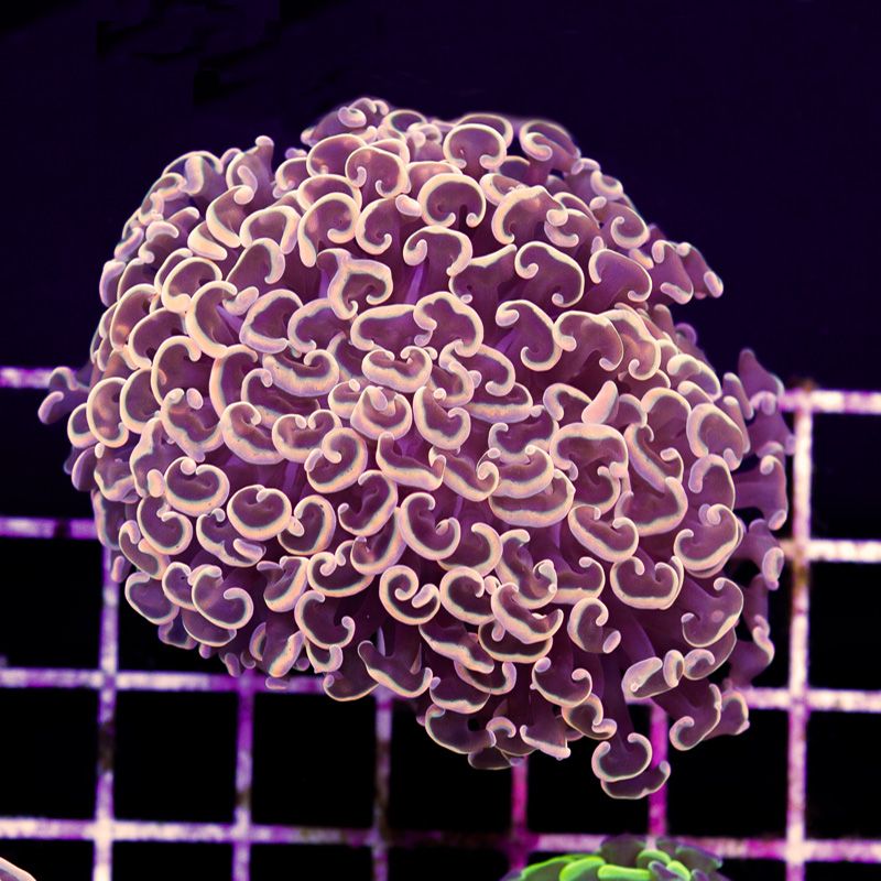 newcorals2a573b.jpg~original