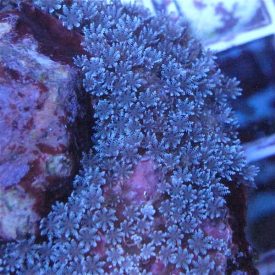blueanthelia2-275x275.jpg