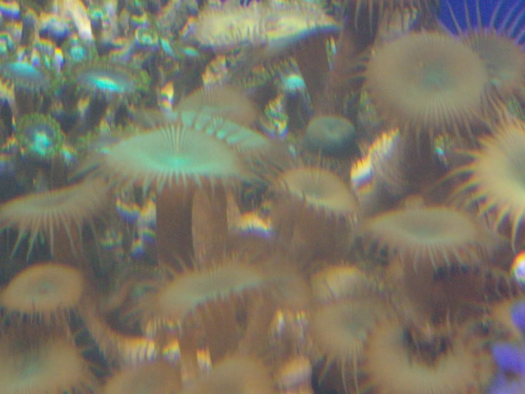 jayfish168.jpg