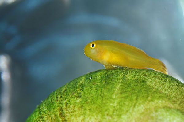 goby1.jpg