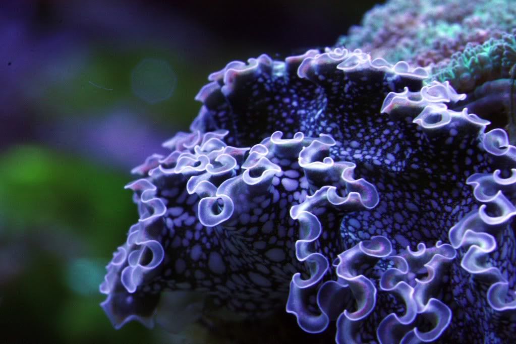 Macro11-7nudi.jpg