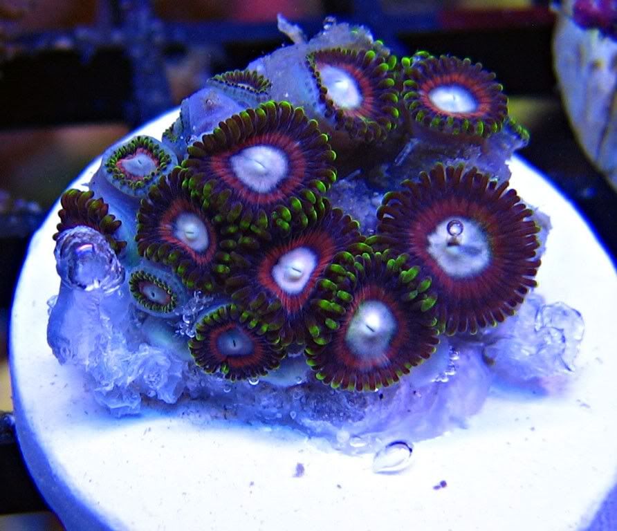white-purple-center-l.jpg
