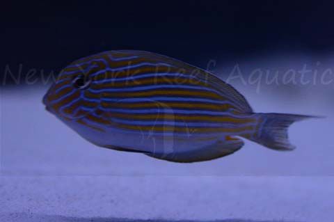 DSC_5047_zpszjrmvuqj.jpg