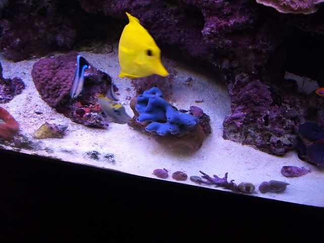 DSCF1878tangyellow.jpg