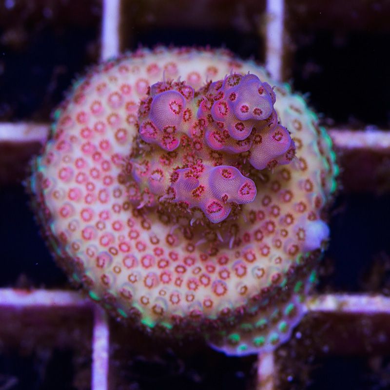 newcoral1563b.jpg
