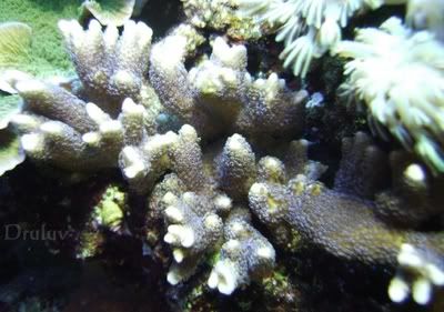Resized_CROP-Aqua_02_16_06023.jpg