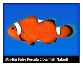 misbar_percula.jpg