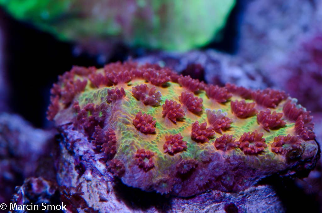 cyphastrea_zpsc24c7898.jpg