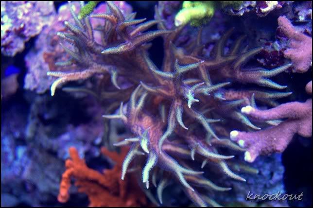 DSC_0100NEF.jpg