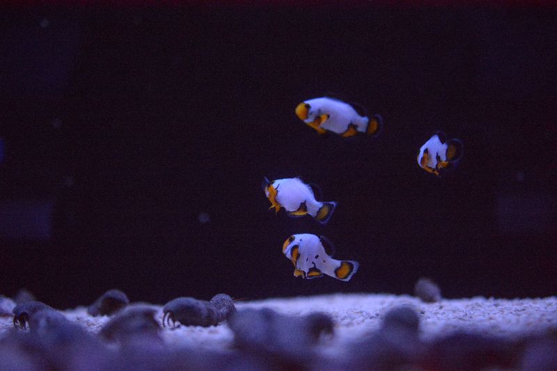 Group_Clownfish_zpsoap73hkb.jpg
