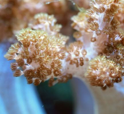 coral.jpg