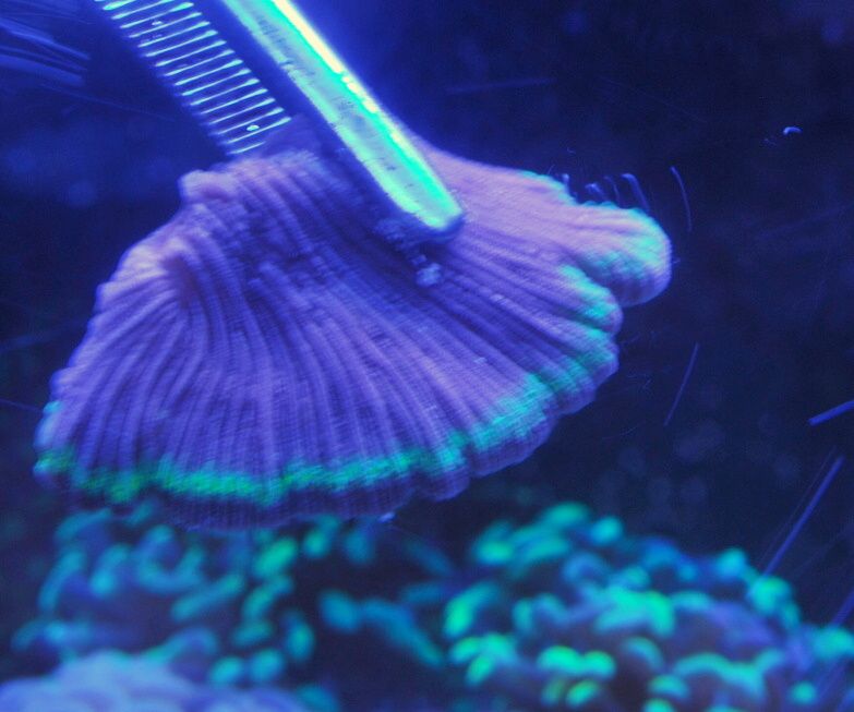 Fungia1.jpg