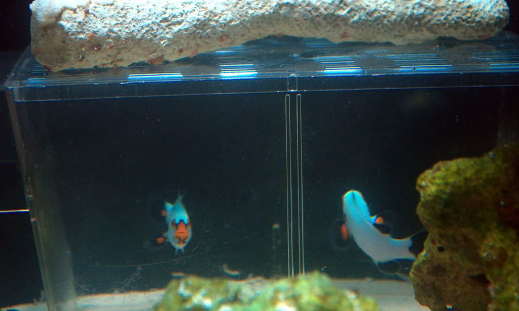 DSC_0334NEF.jpg