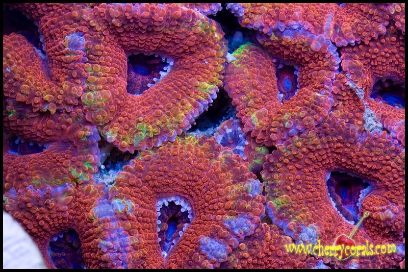 NewCorals197copy.jpg