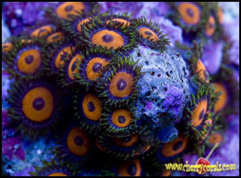 NewCorals126copy.jpg