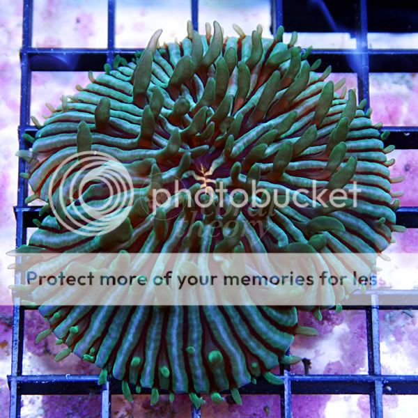 fungia1_95.jpg