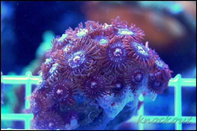 pink_speckes_stars_zoa.jpg
