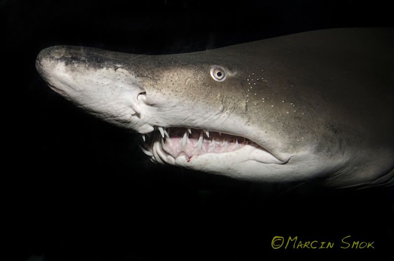 shark.jpg