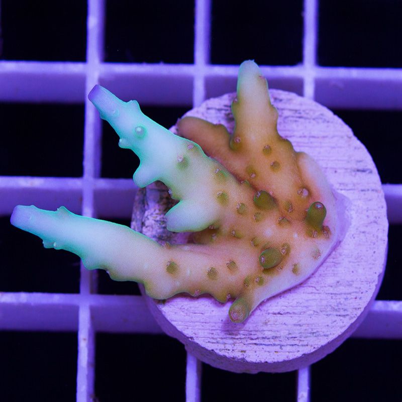 newcoral1697b.jpg