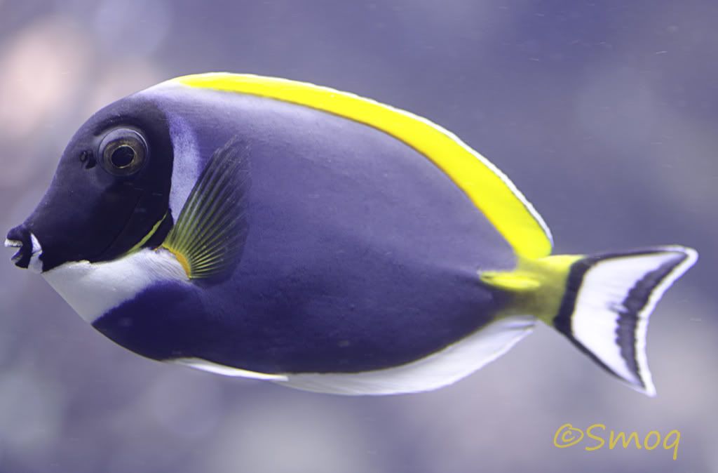 tang2.jpg
