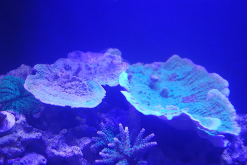 DSC_2334.jpg