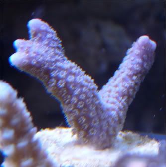BlueDigi.jpg