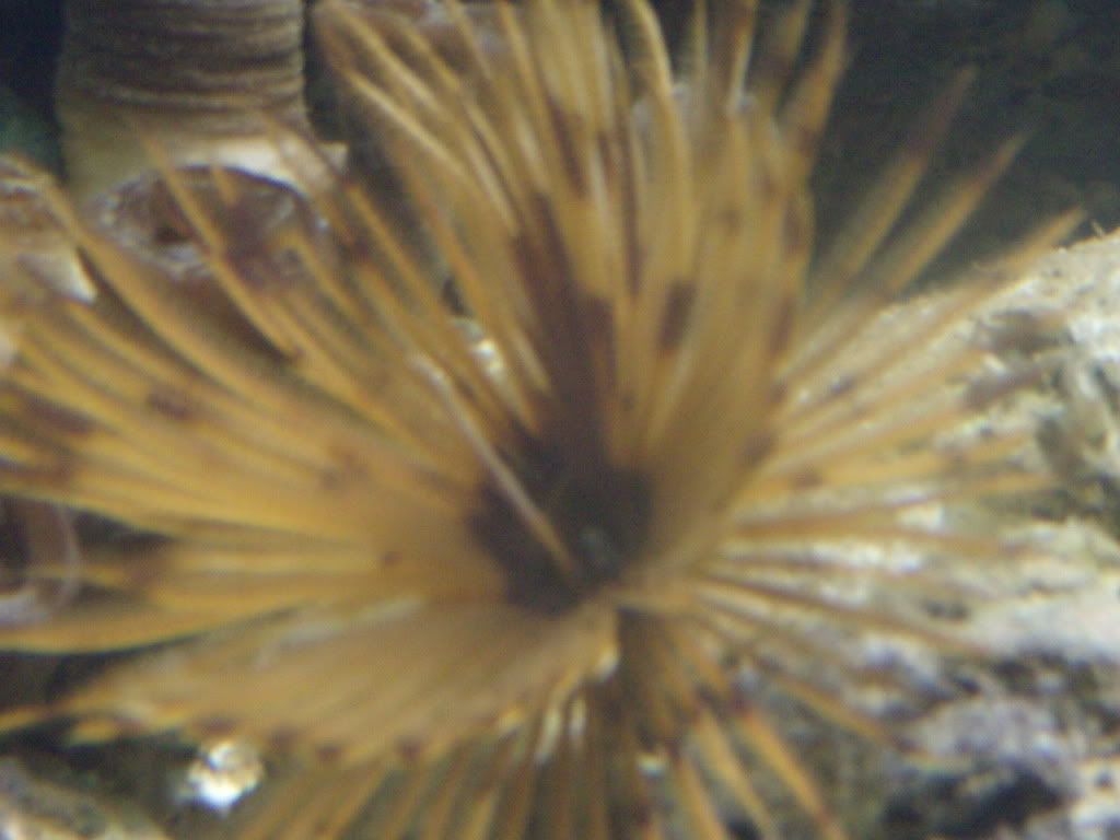 jayfish176.jpg