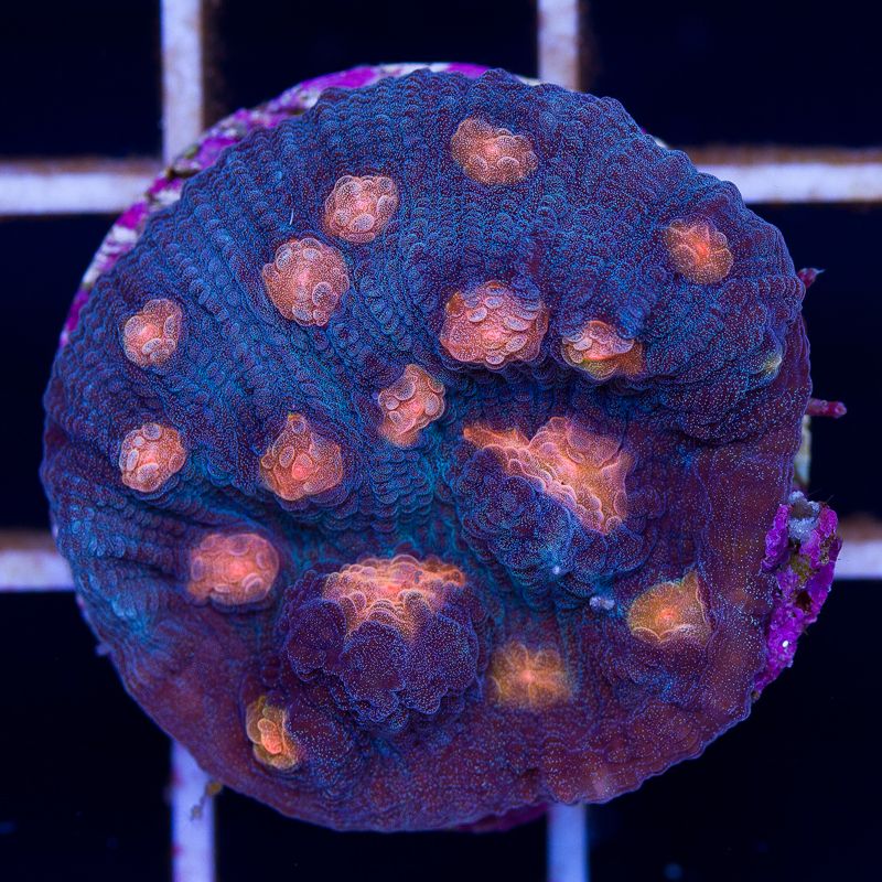 newcoral018b.jpg