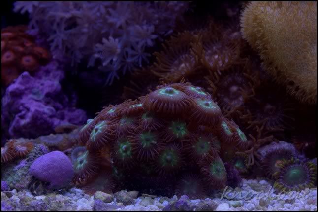 mint_stars-zoas.jpg