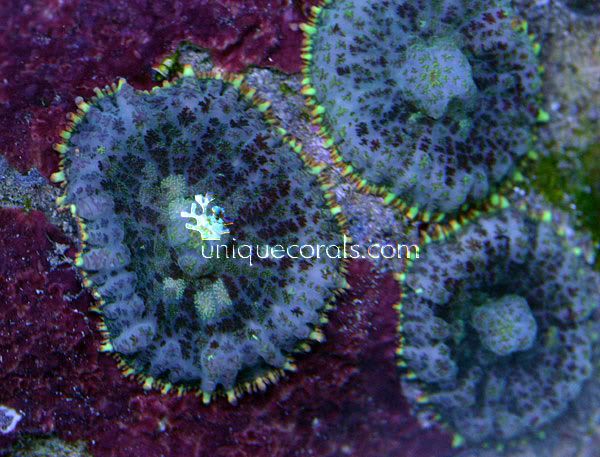 yellowrim_mushroom_macro.jpg