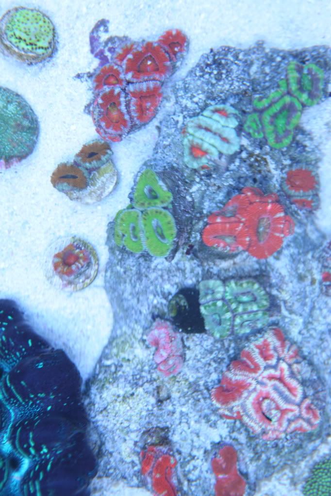 topdownacan.jpg