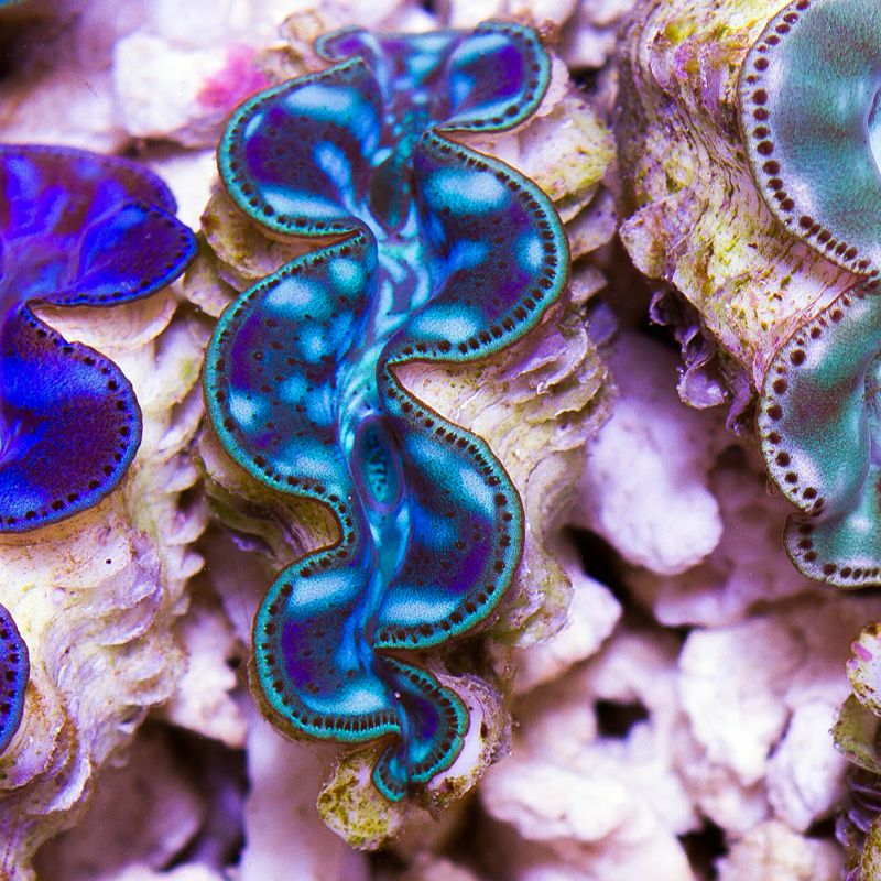 anewcoral0618b.jpg~original