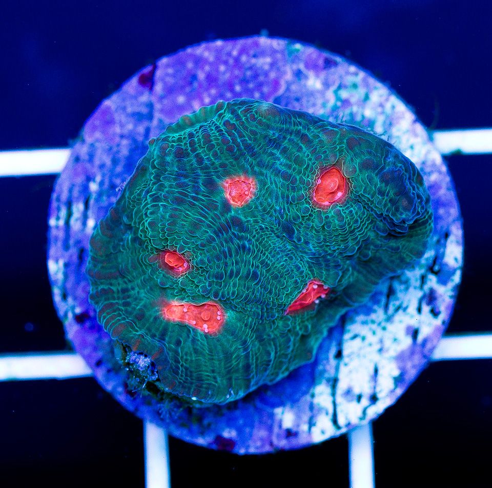 a-new-coral_32-1.jpg