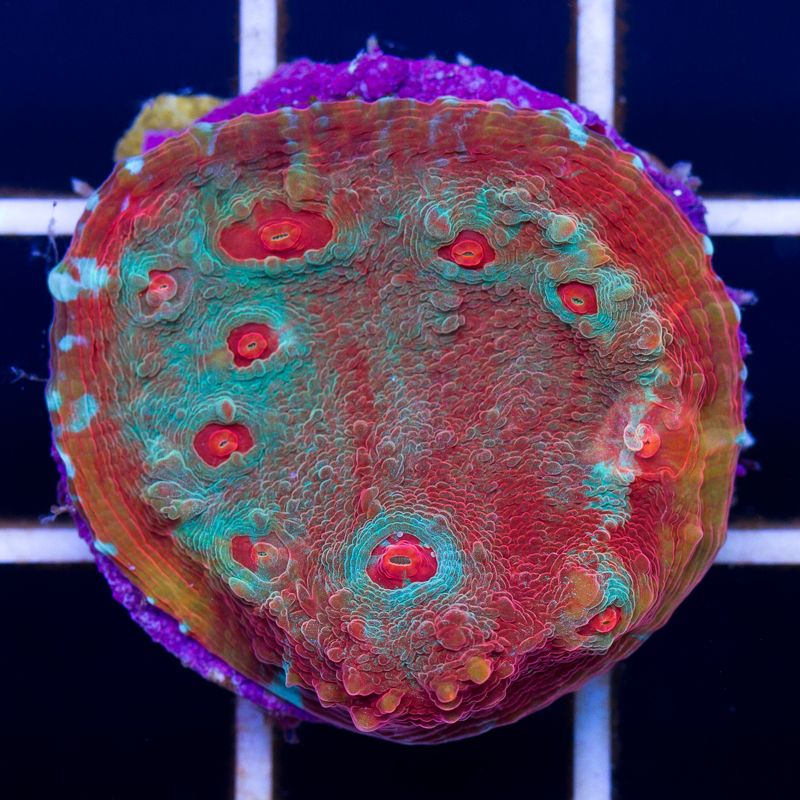 newcoral026b.jpg