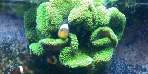 clownandanemone.jpg