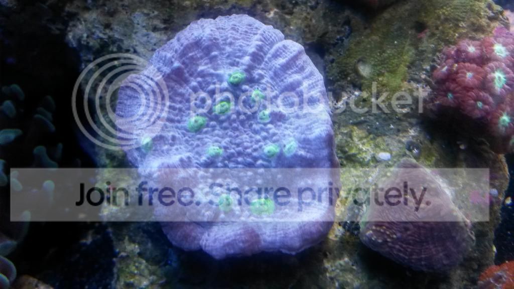 20140215_185659_zpsr6nznp1s.jpg