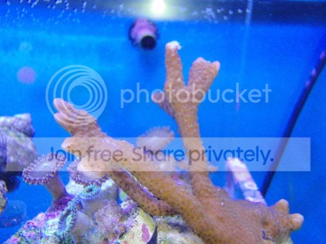 coral4sale004.jpg