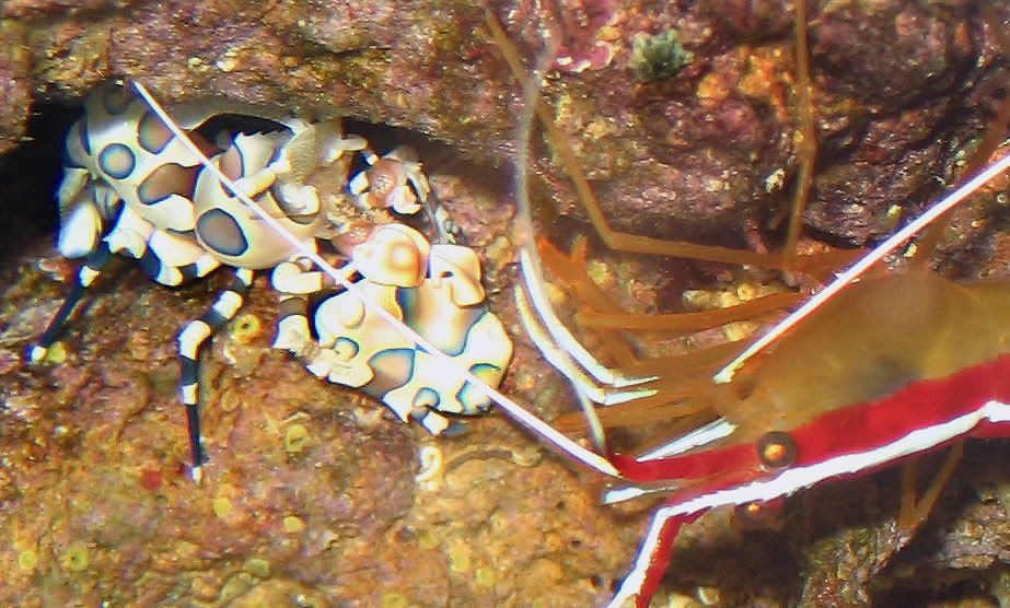 harlequin_shrimp_with_starfish.jpg