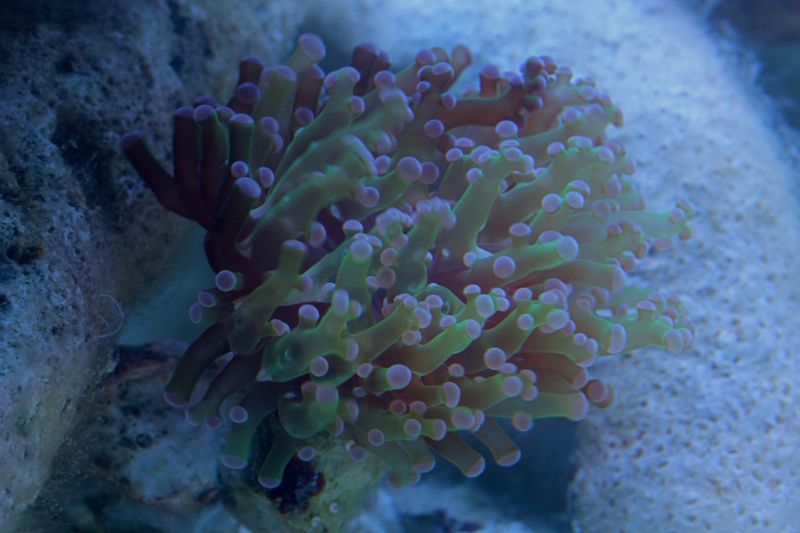 tksfrogprawn_zps9f16c92b.jpg
