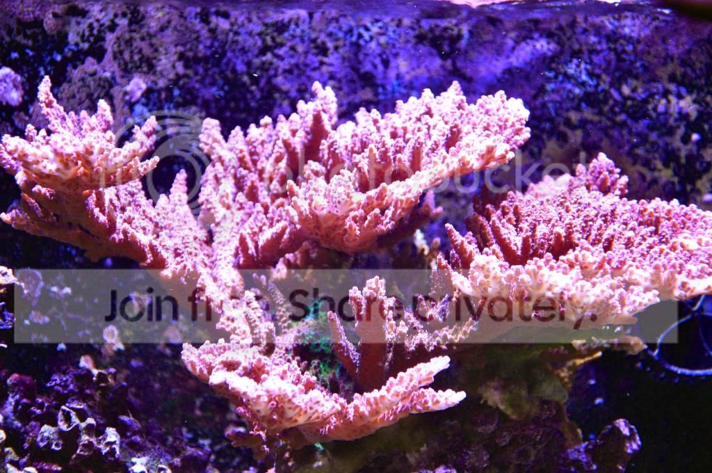 DSC_0025_zps79d6f4f1.jpg