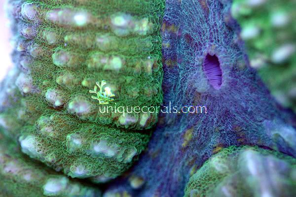 limegreen_blue_lobo_macro.jpg