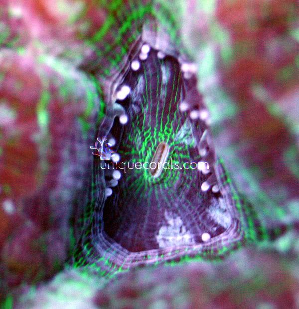 psychdelic_hillae_macro.jpg